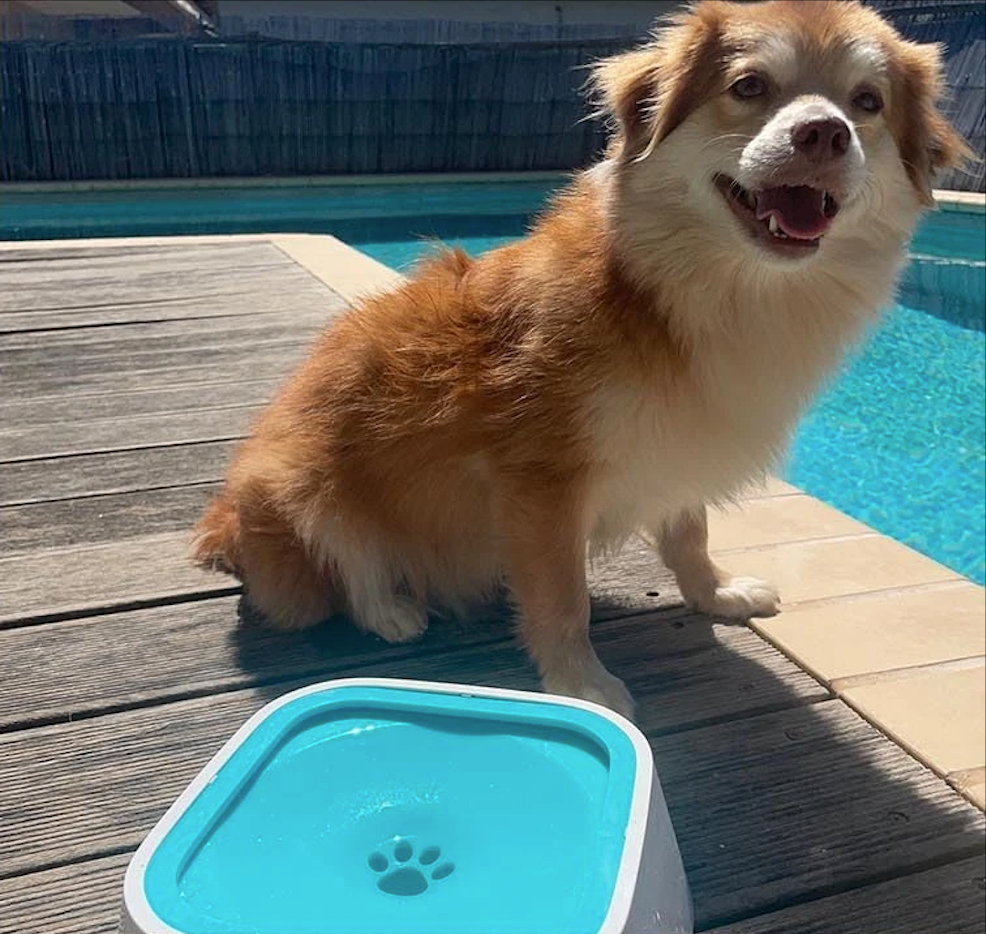 WoofyBowl : Gamelle anti-éclaboussures