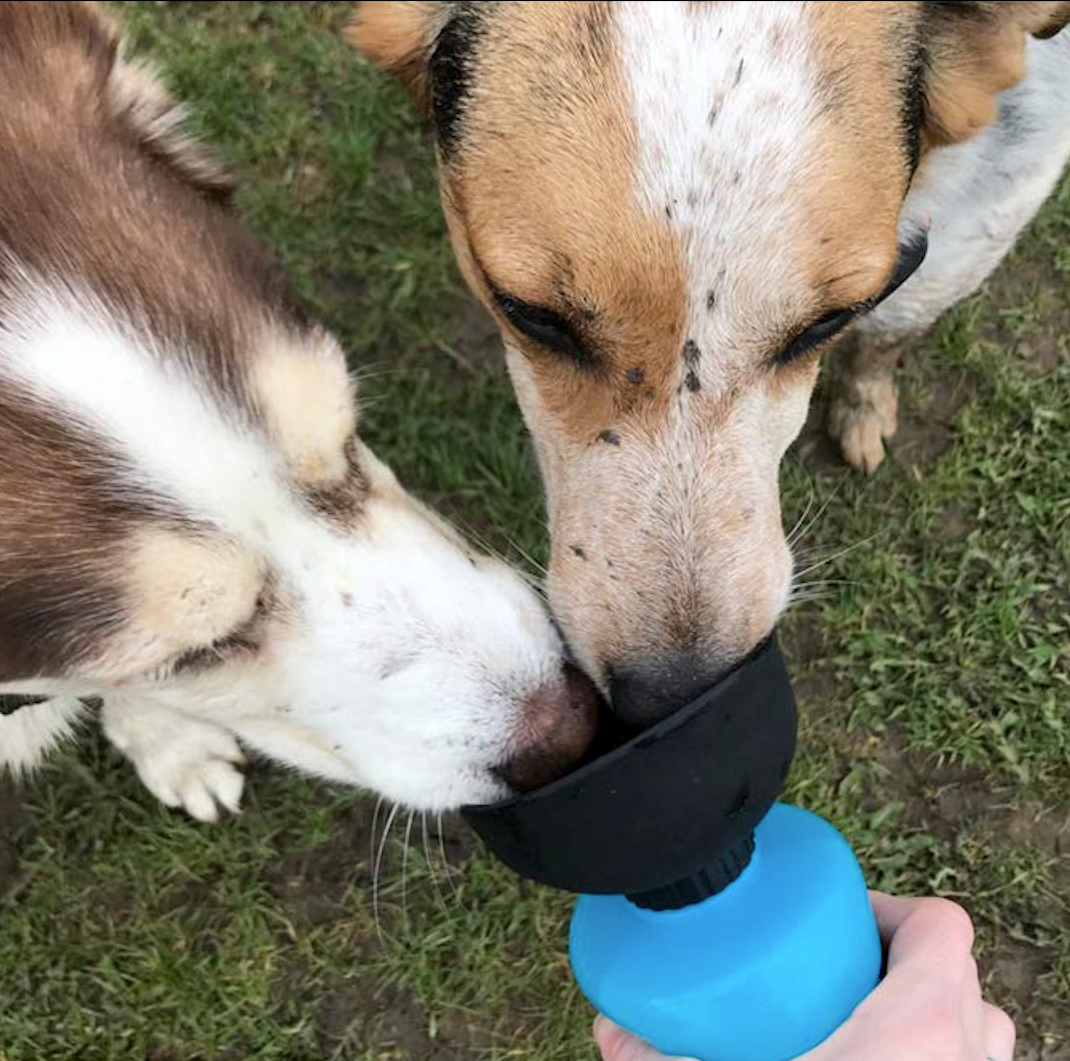 DoggyBottle : Bouteille d'eau de voyage pour chien