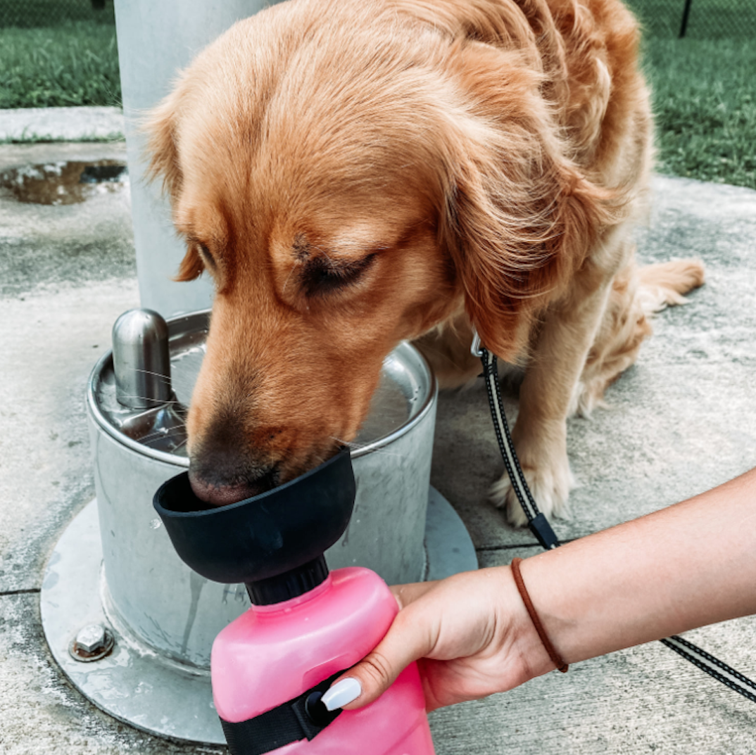 DoggyBottle : Bouteille d'eau de voyage pour chien